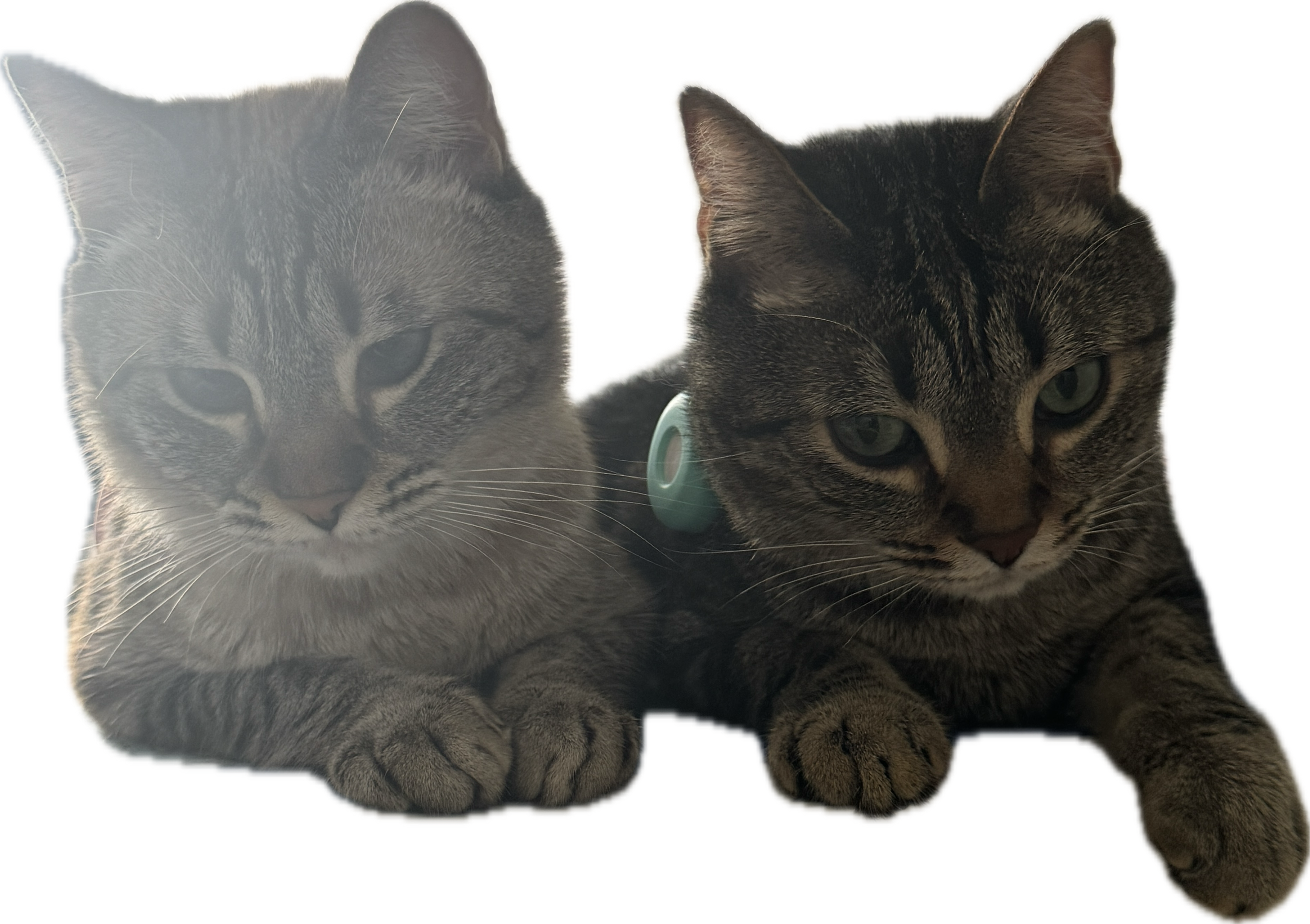 Ani and Princi, Deanna's cats
